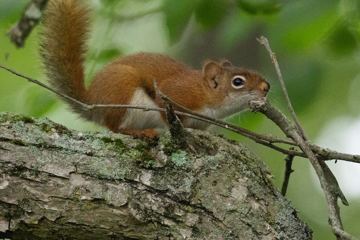 American Red Squirrel - ML637674884