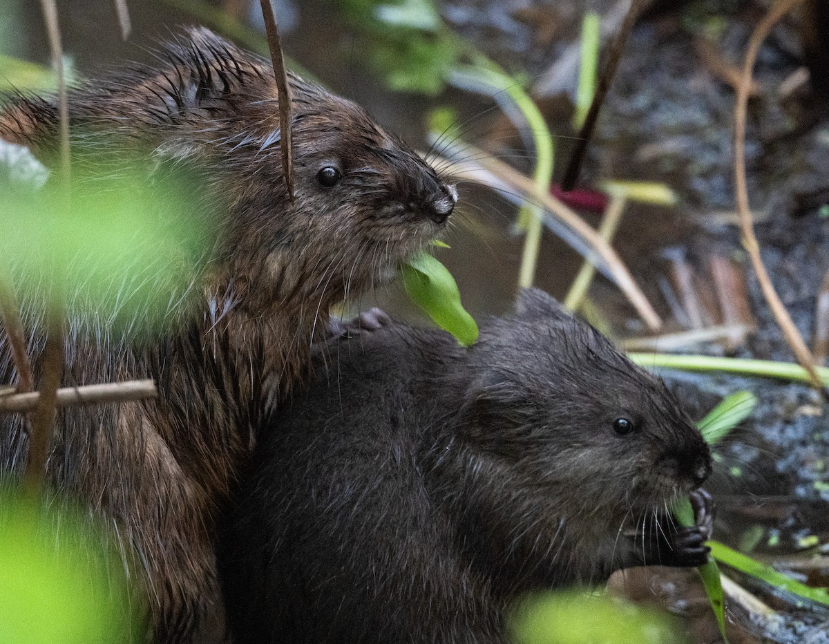 Muskrat - ML637674895