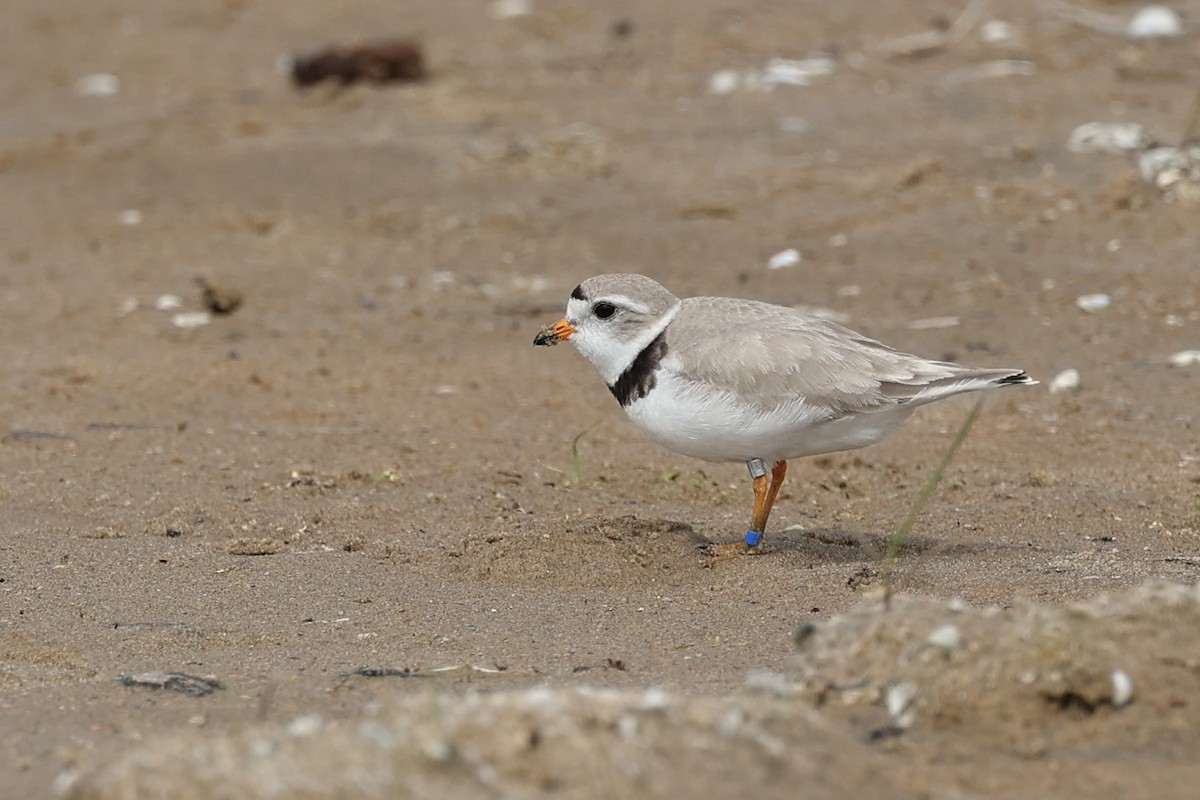 Piping Plover - ML637674897