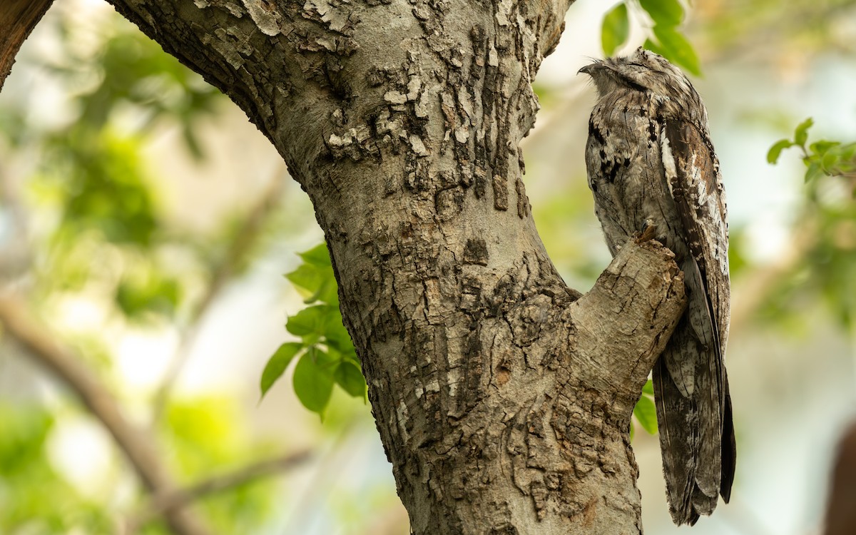Northern Potoo - ML637674900