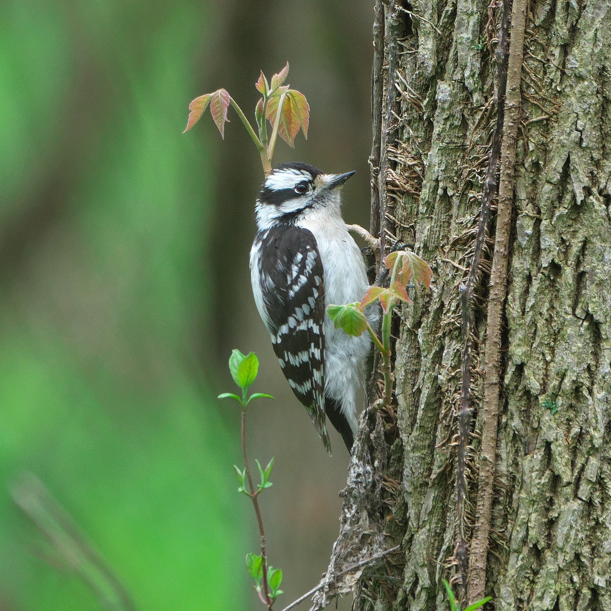 Downy Woodpecker - ML637674918