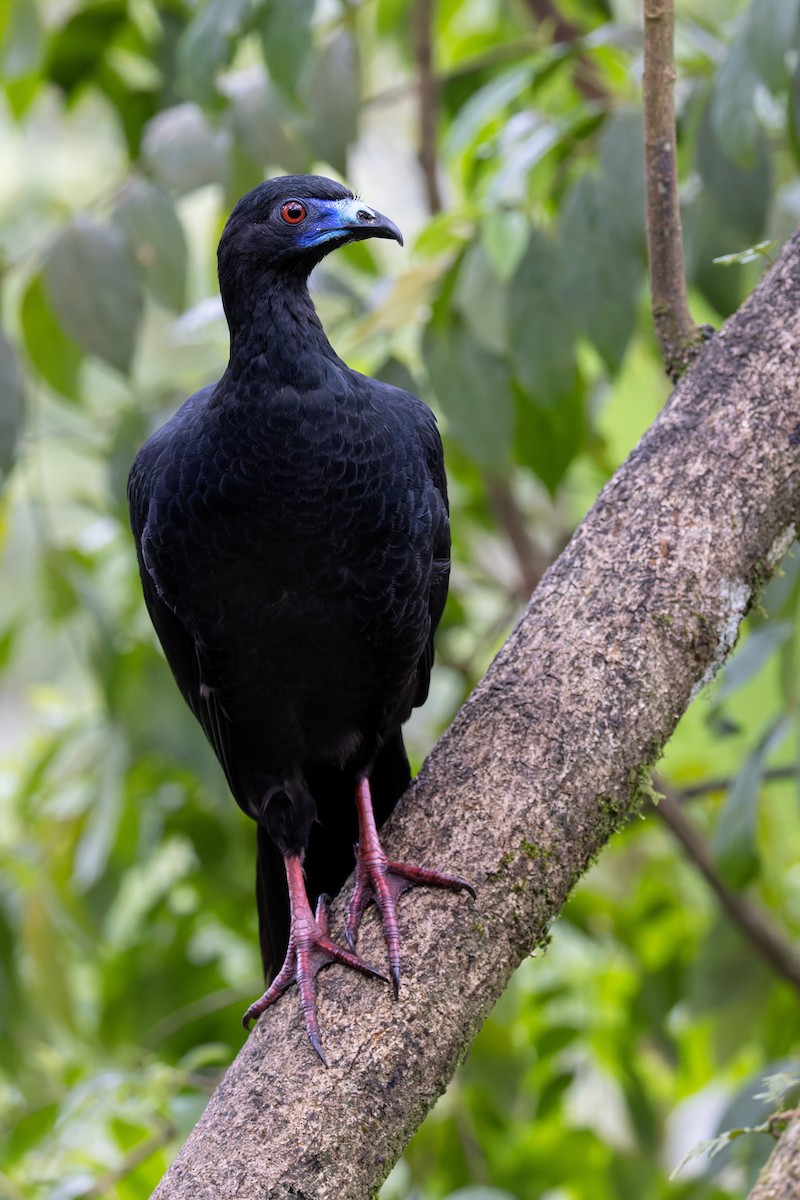 Black Guan - ML637674919