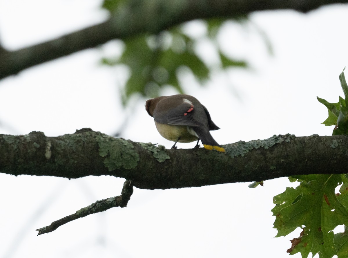 brkoslav americký - ML637674940