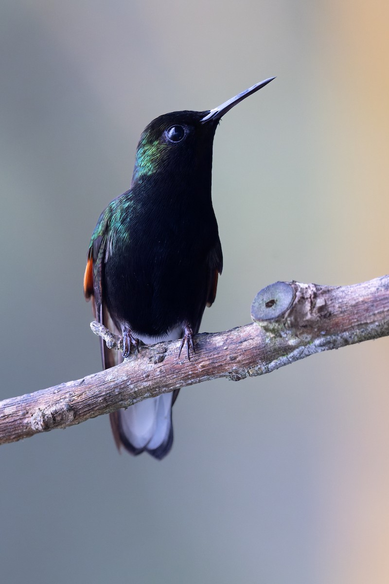 Black-bellied Hummingbird - ML637674956