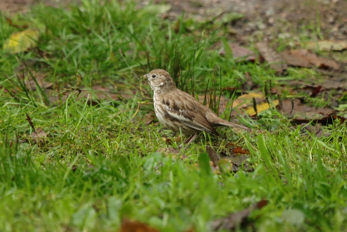 Lark Bunting - ML637674959