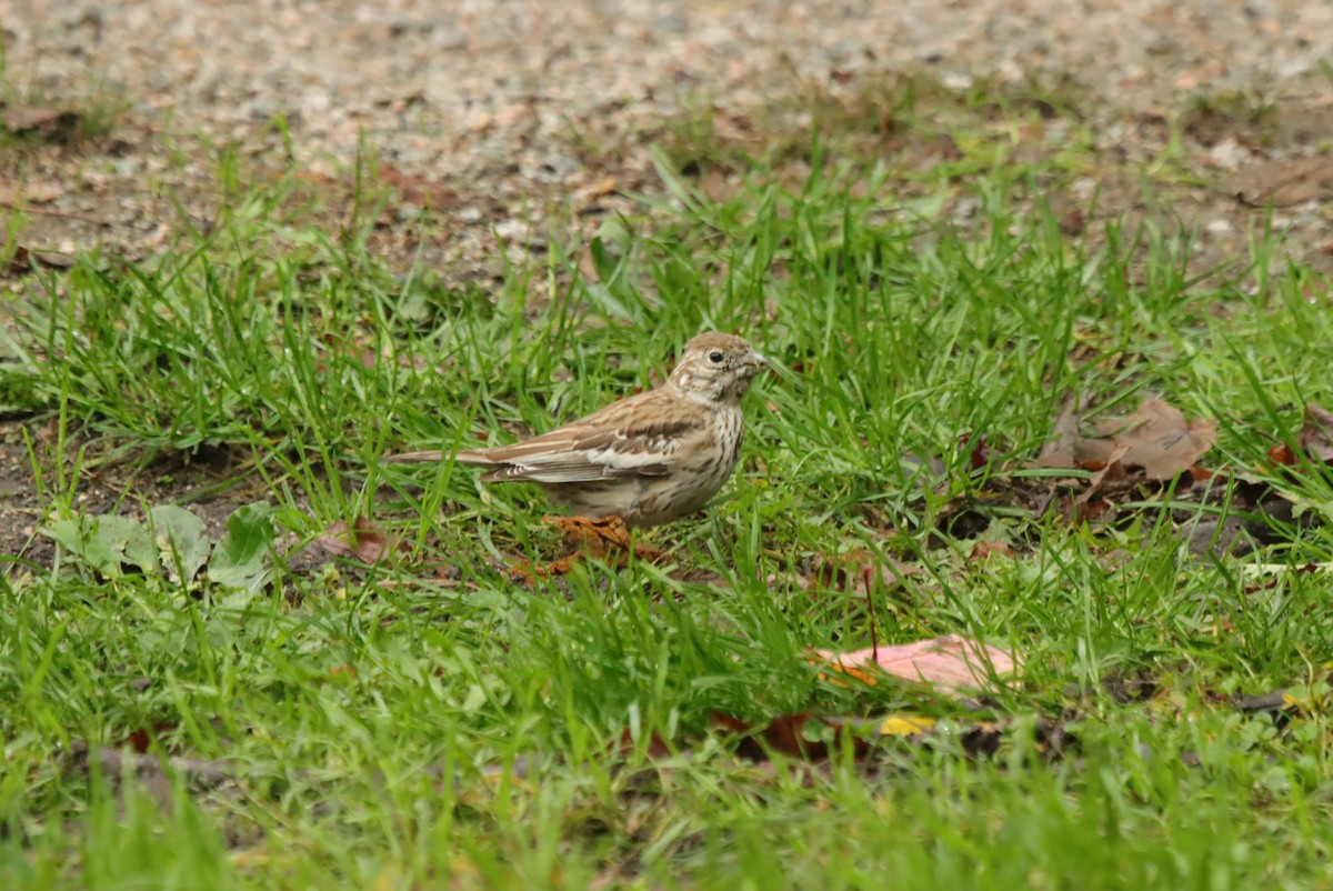 Lark Bunting - ML637674963