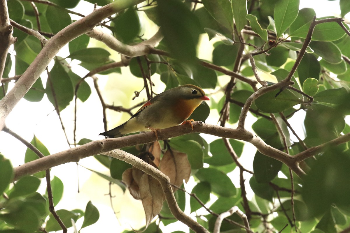Red-billed Leiothrix - ML637674968