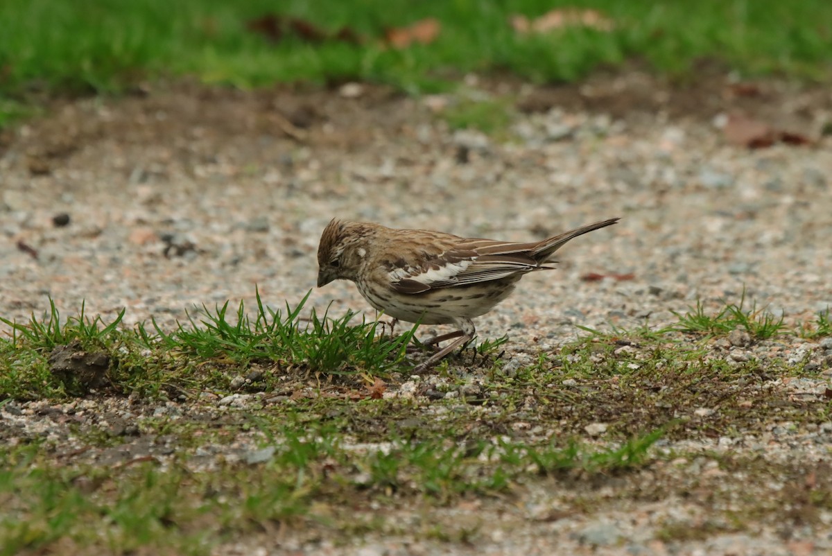 Lark Bunting - ML637674970