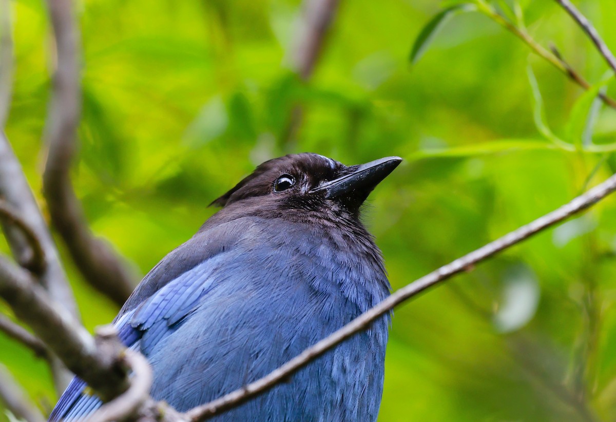 Steller's Jay - ML637674989