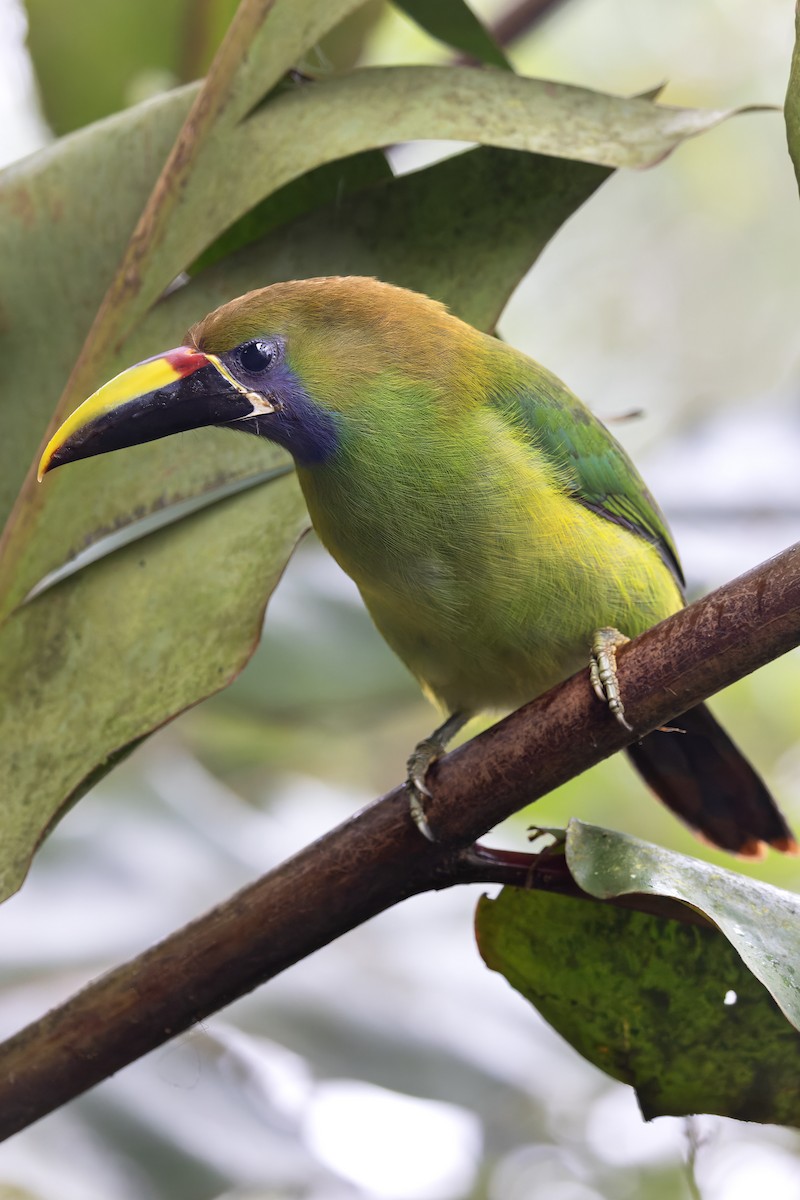 Northern Emerald-Toucanet - ML637675003