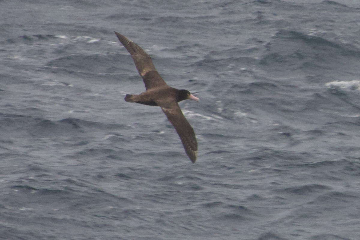 Short-tailed Albatross - ML637675008