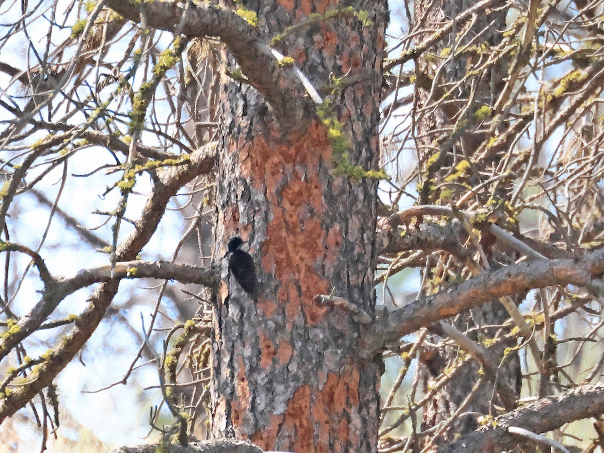 Black-backed Woodpecker - ML637675023