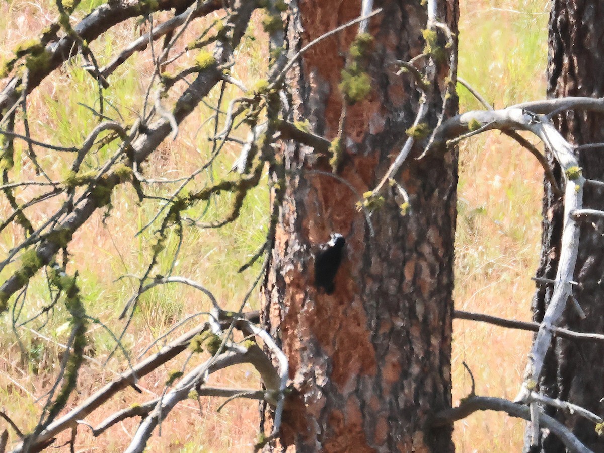White-headed Woodpecker - ML637675037