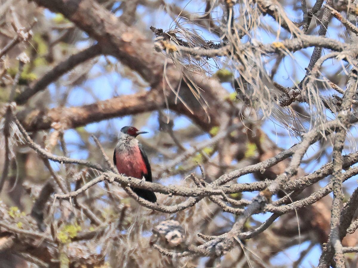 Lewis's Woodpecker - ML637675044