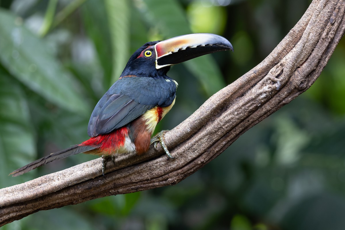 Collared Aracari - ML637675083