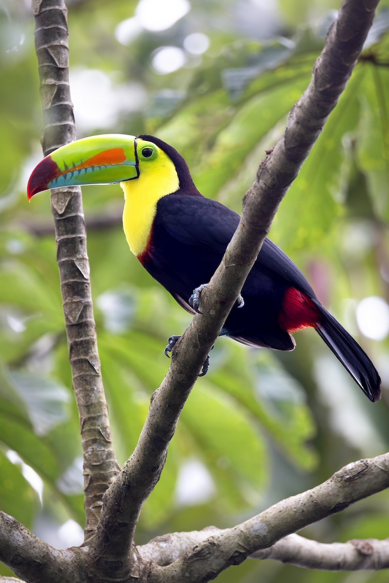 Keel-billed Toucan - ML637675096