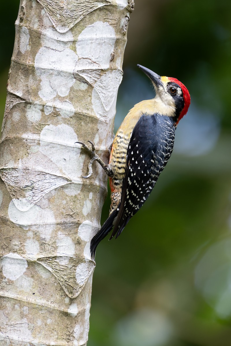 Black-cheeked Woodpecker - ML637675103