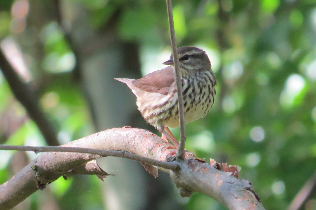 Northern Waterthrush - ML637675107