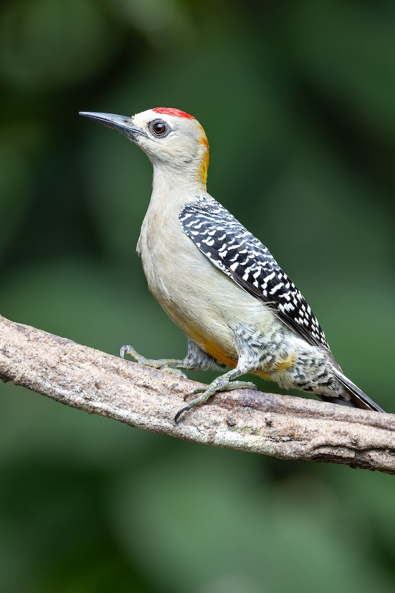 Hoffmann's Woodpecker - ML637675125