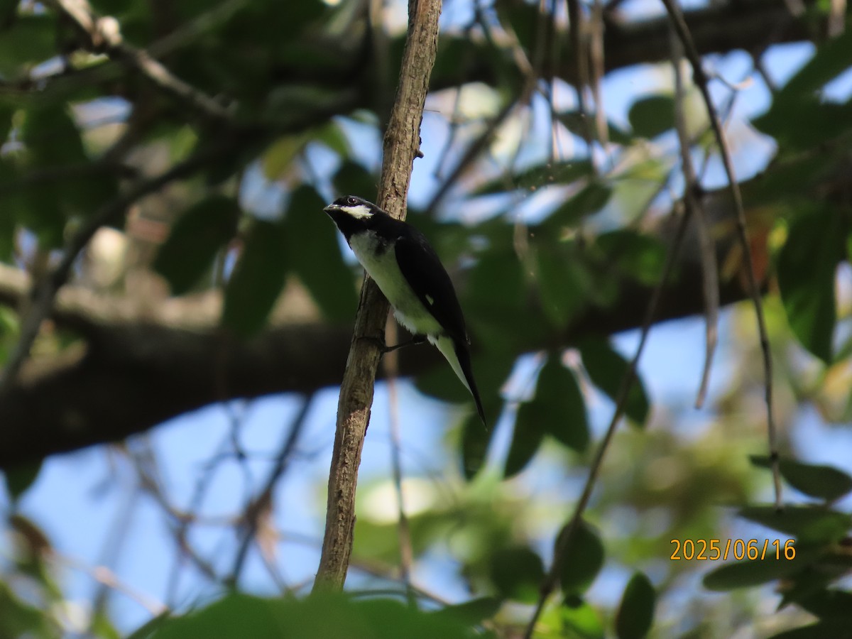 Lesson's Seedeater - ML637675142