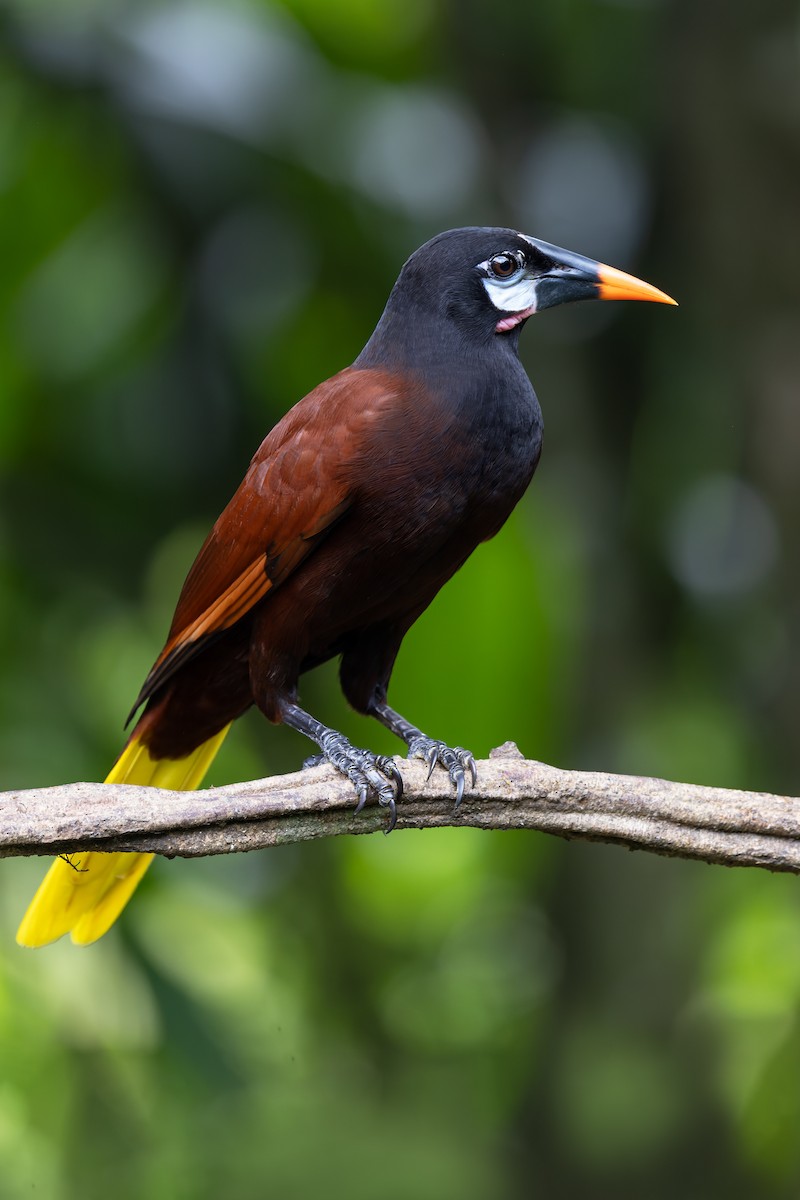 Montezuma Oropendola - ML637675143