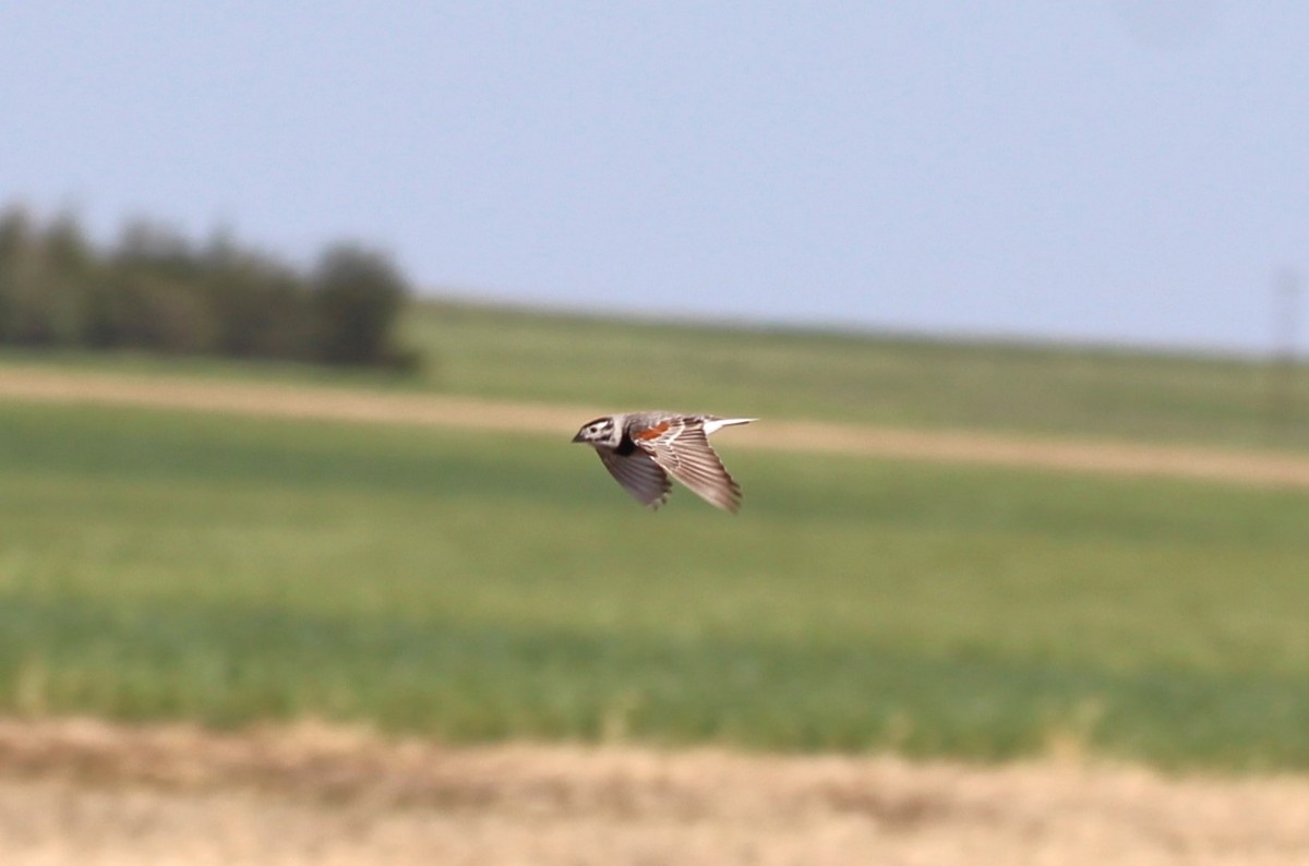 Подорожник прерієвий - ML637675145