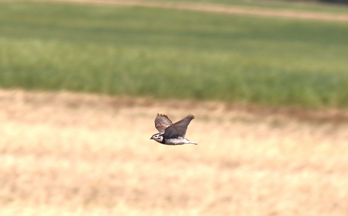 Подорожник прерієвий - ML637675150