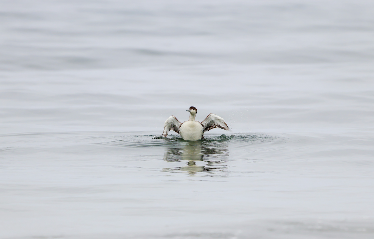 Common Loon - ML637675152