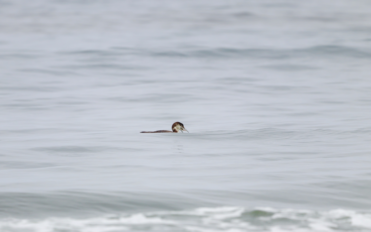 Common Loon - ML637675153