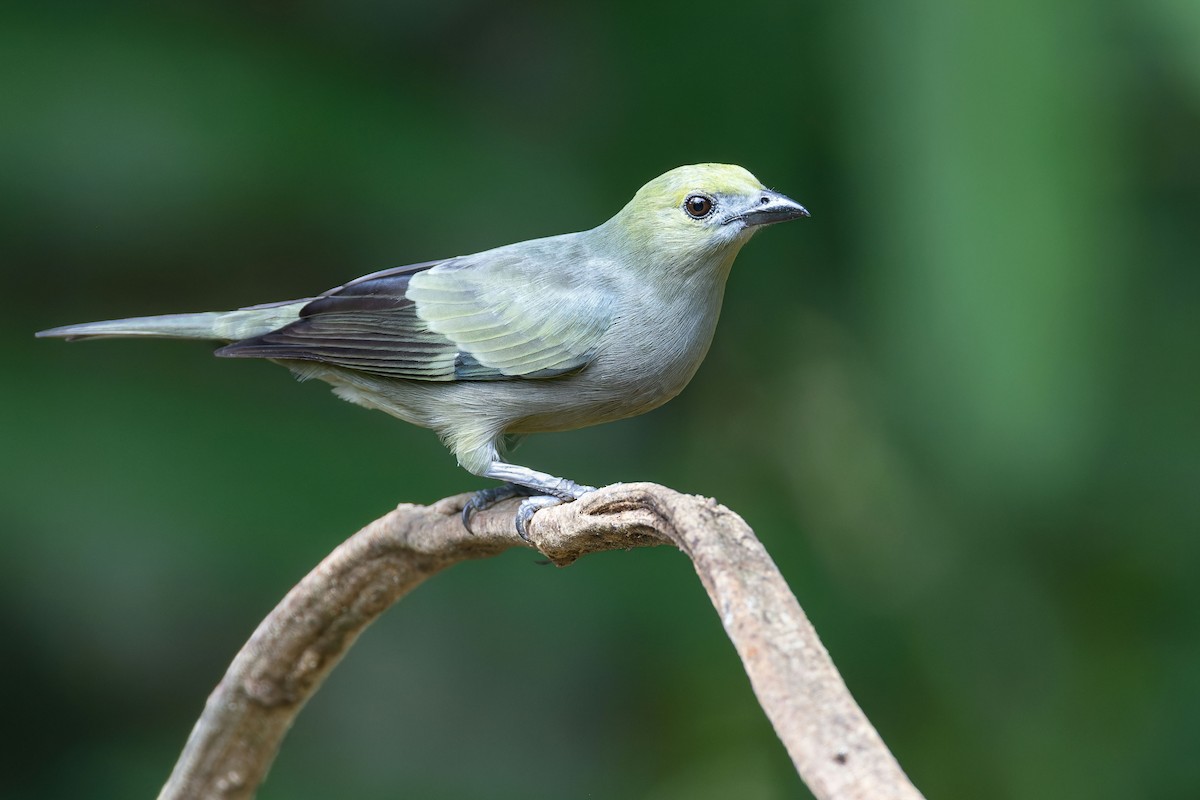 Palm Tanager - ML637675161