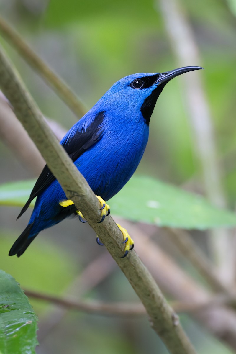 Shining Honeycreeper - ML637675176