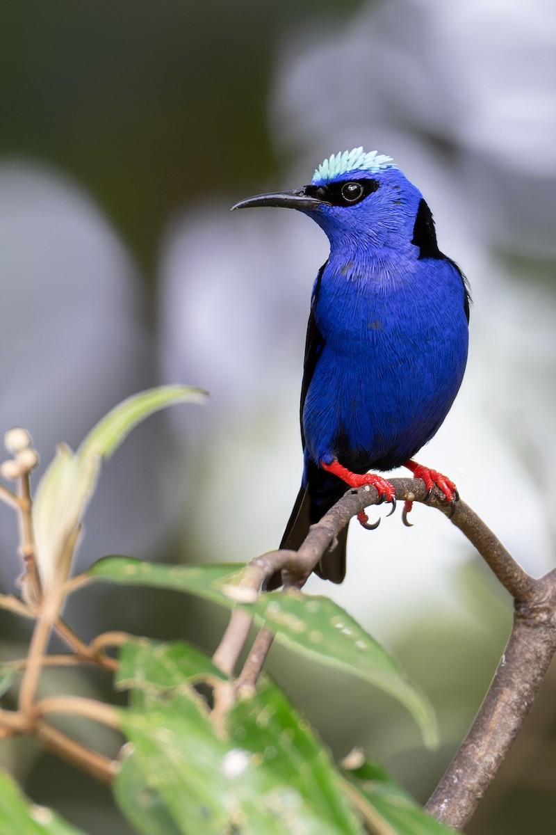 Red-legged Honeycreeper - ML637675181