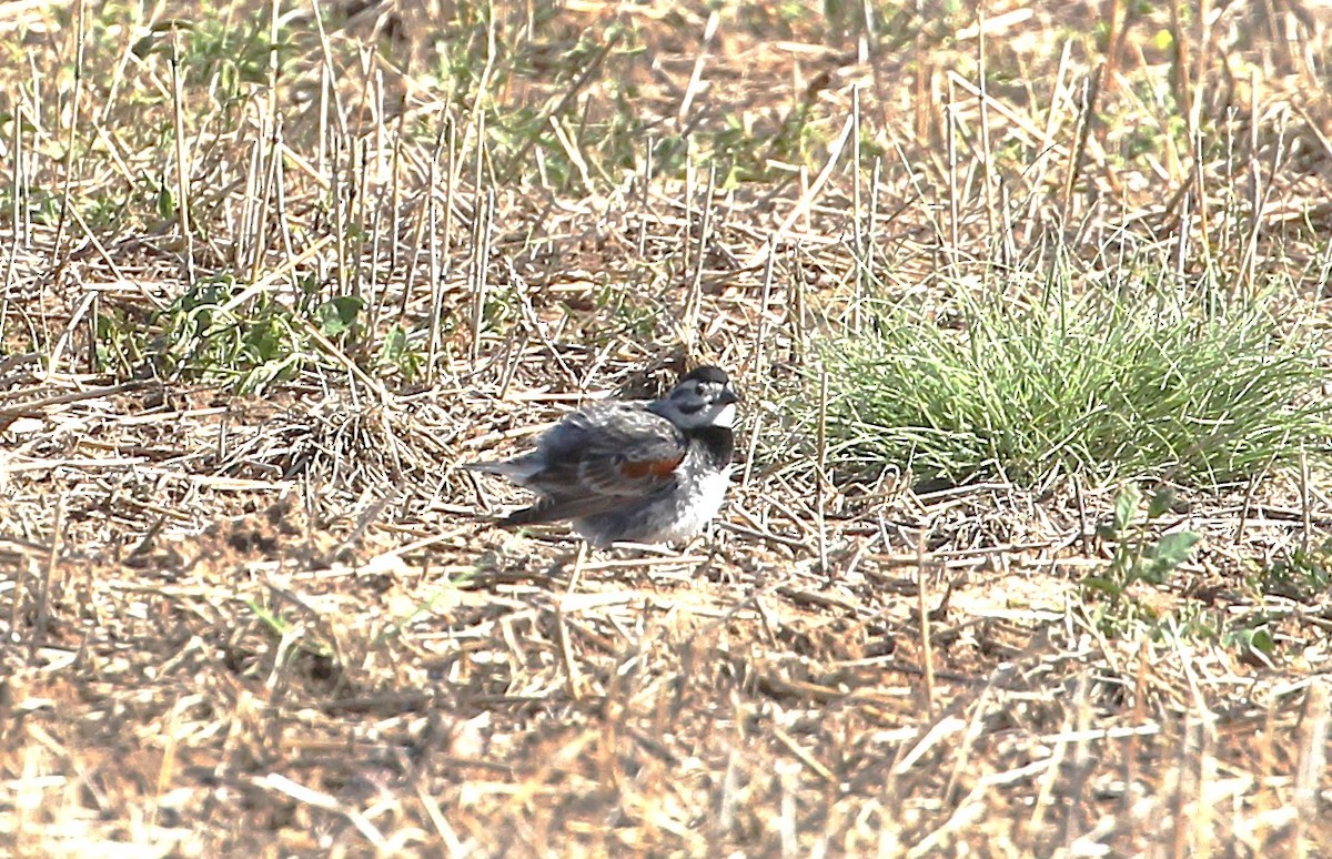 Подорожник прерієвий - ML637675186