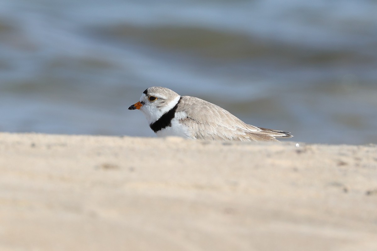 Piping Plover - ML637675201