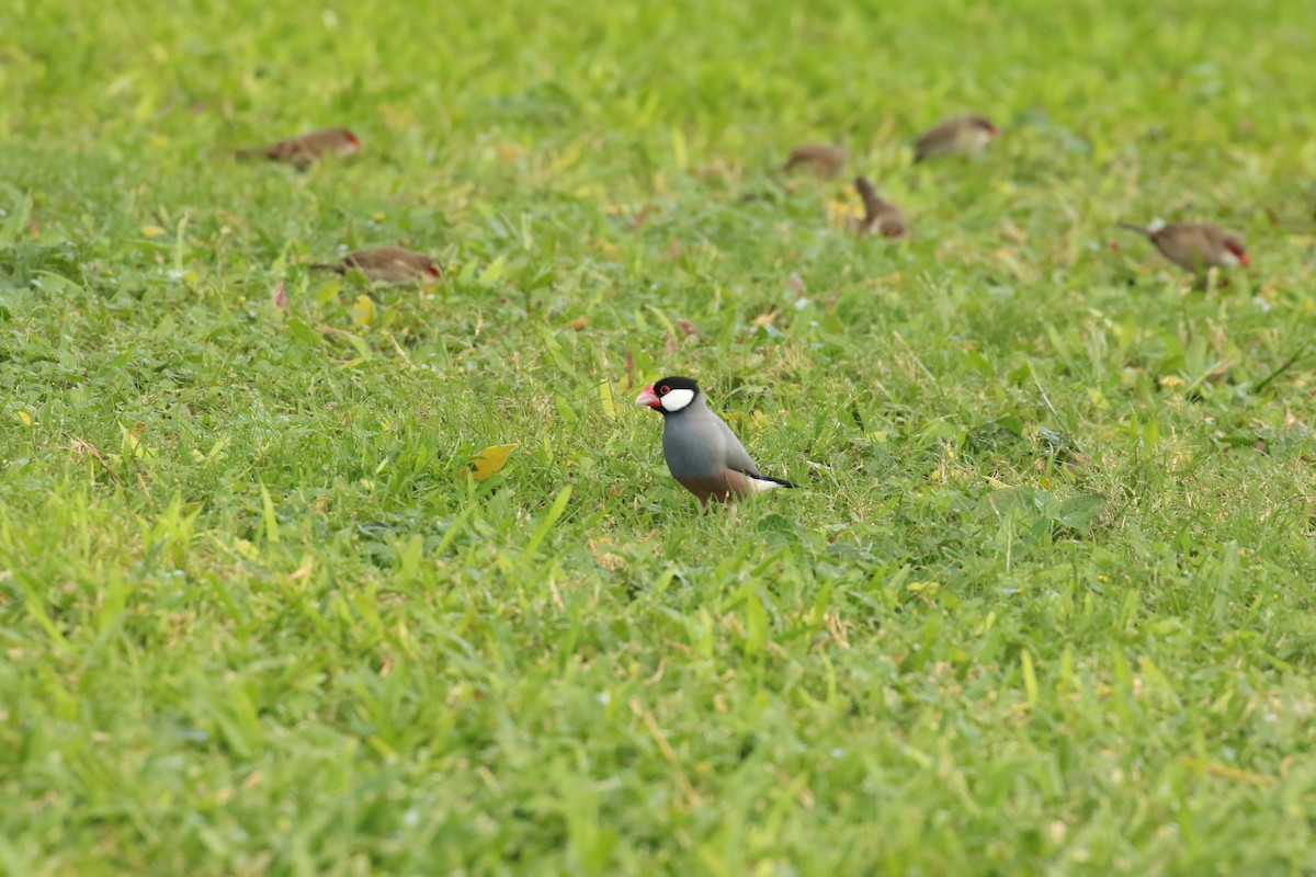 Java Sparrow - ML637675204