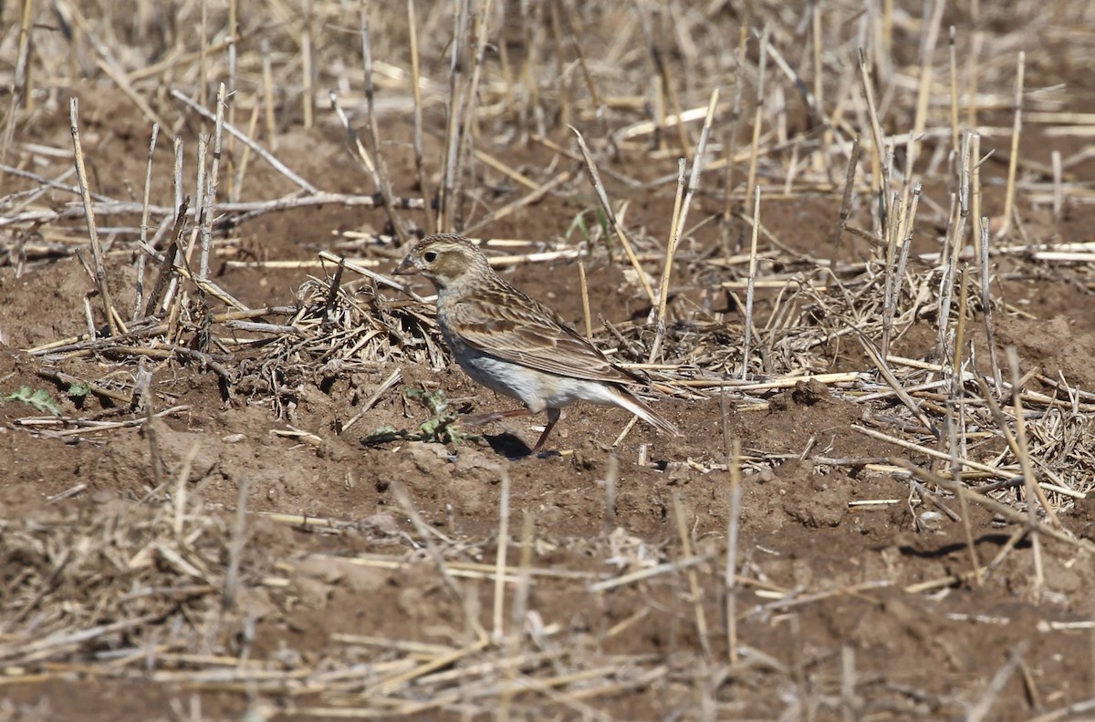 Подорожник прерієвий - ML637675234