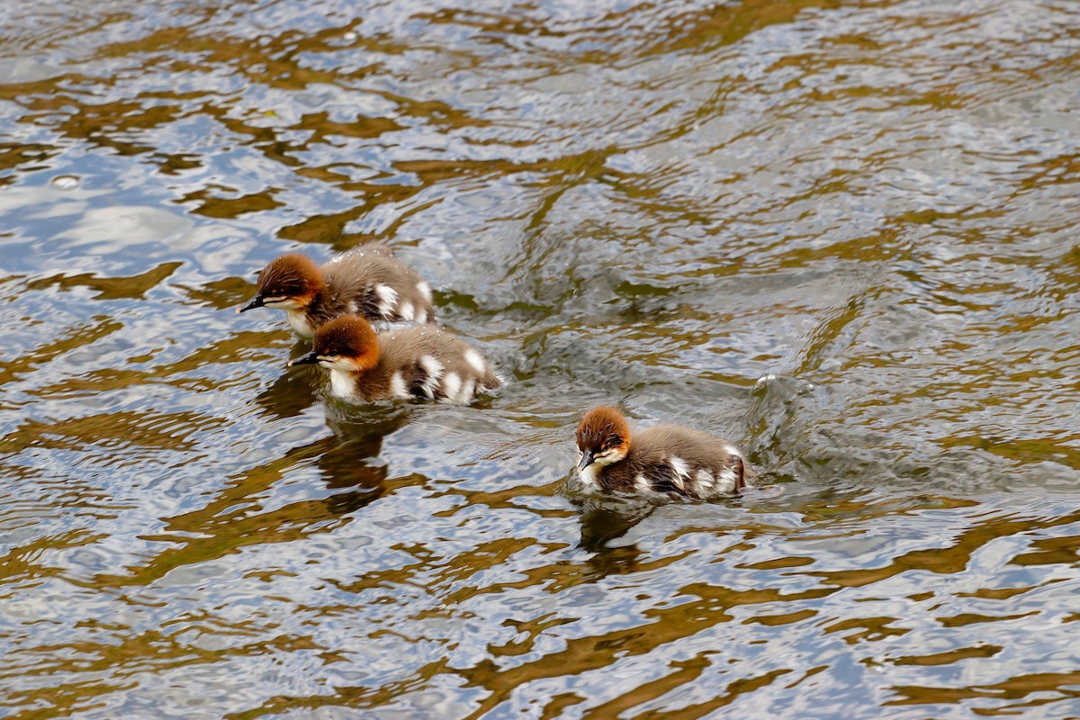 Common Merganser - ML637675257