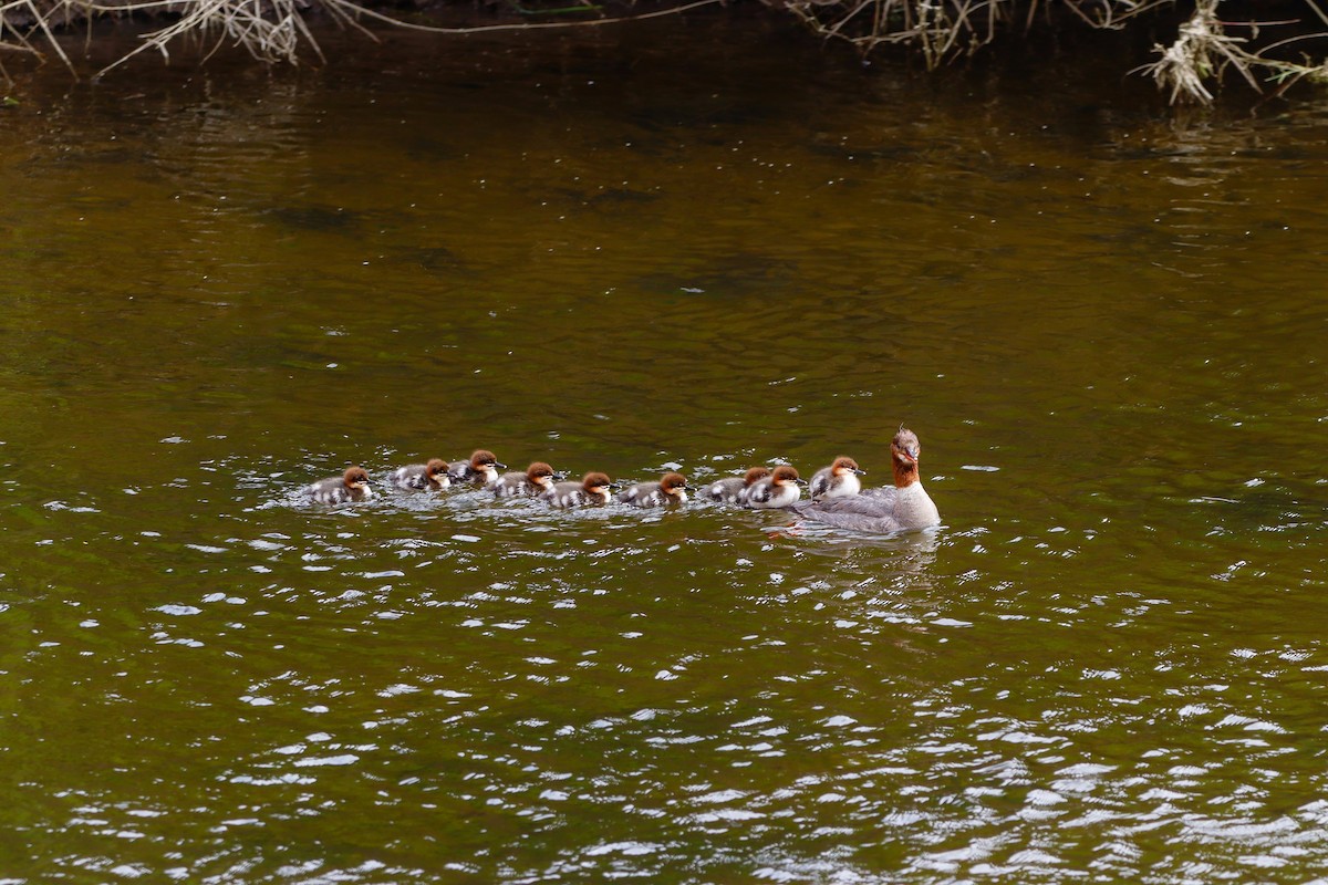 Common Merganser - ML637675258