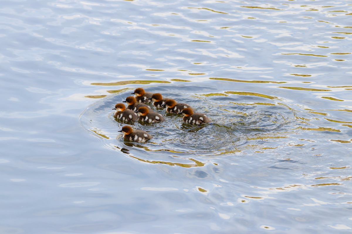 Common Merganser - ML637675259