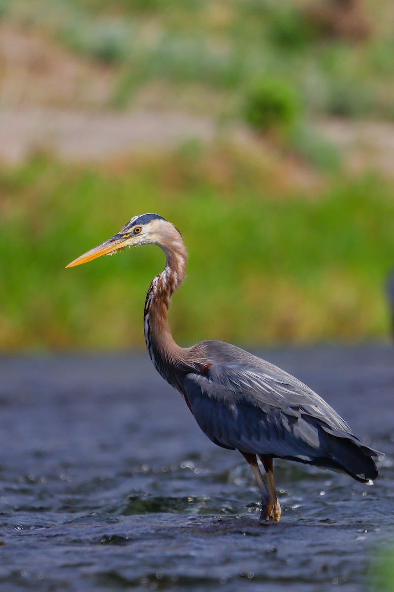 Great Blue Heron - ML637675267