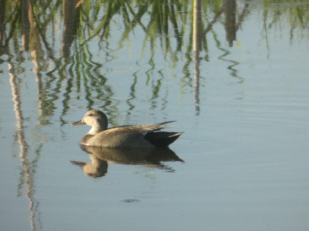 Canard chipeau - ML637675282