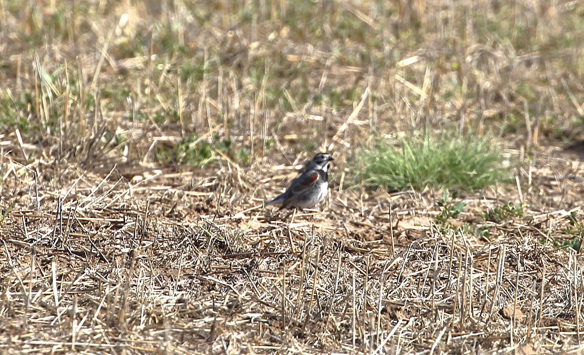 Подорожник прерієвий - ML637675304