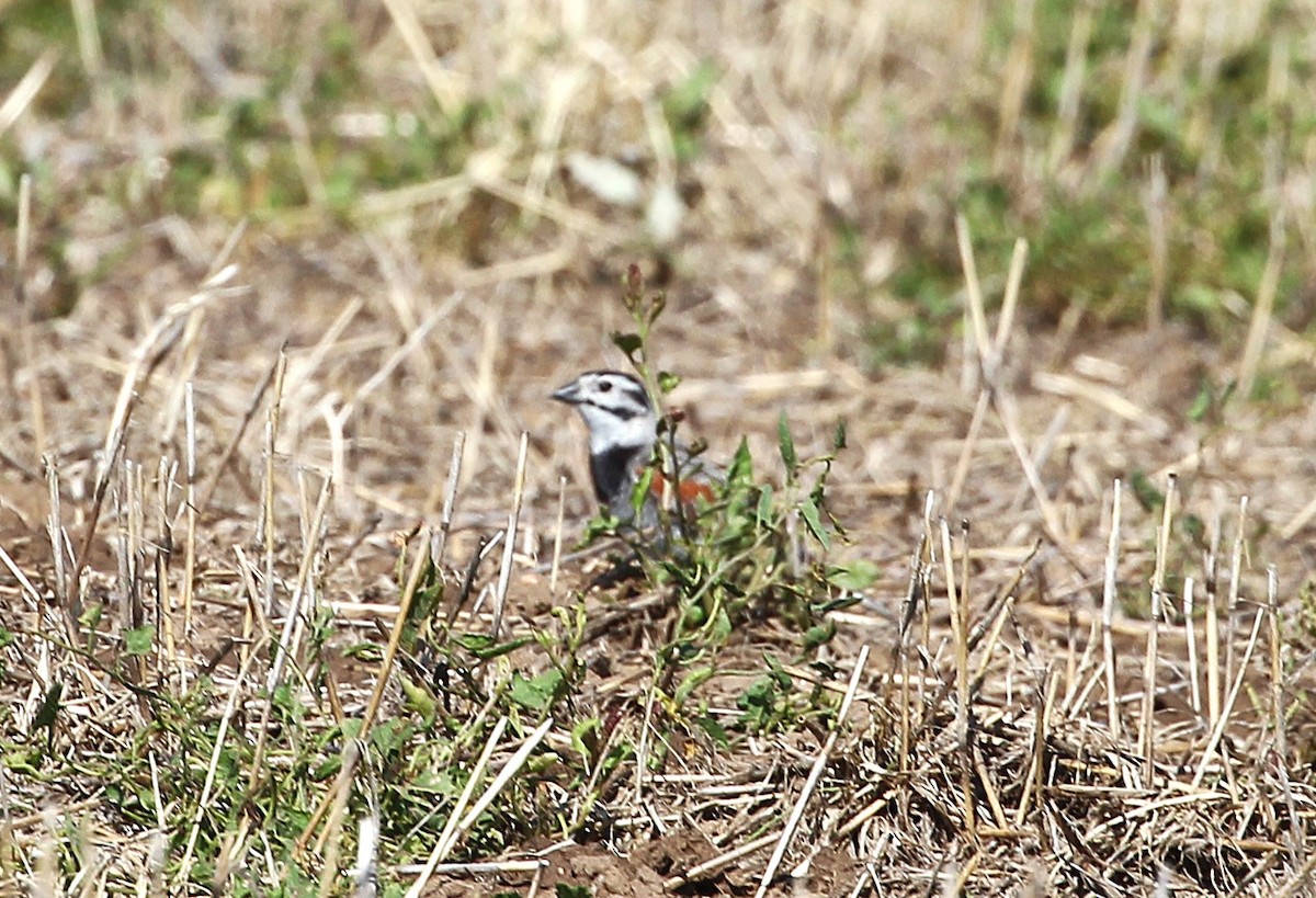 Подорожник прерієвий - ML637675325