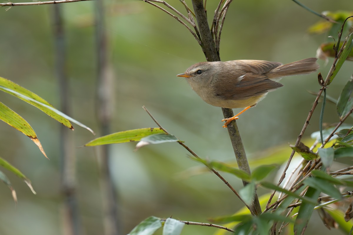 Yellowish-bellied Bush Warbler - ML637675339