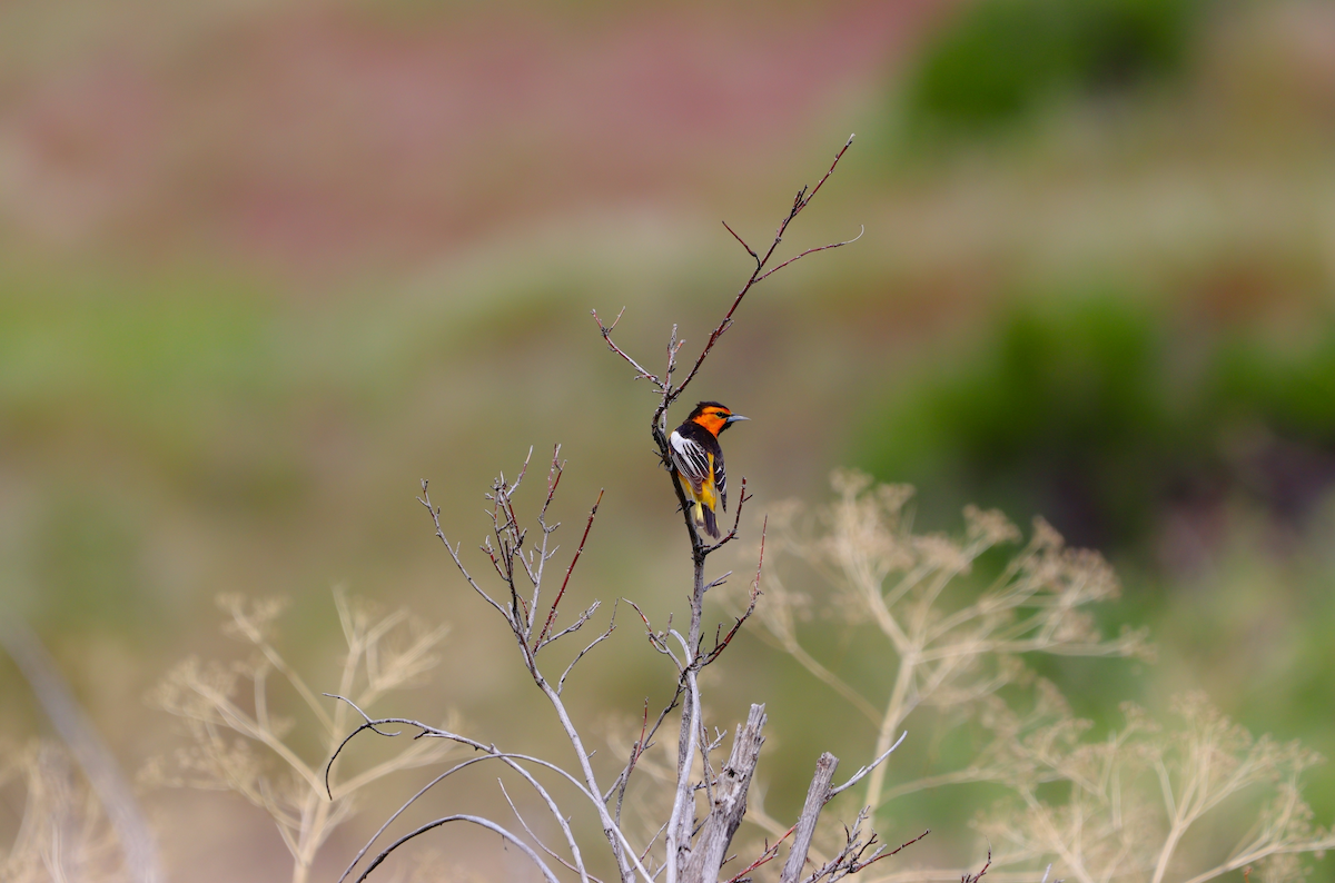 Bullock's Oriole - ML637675388