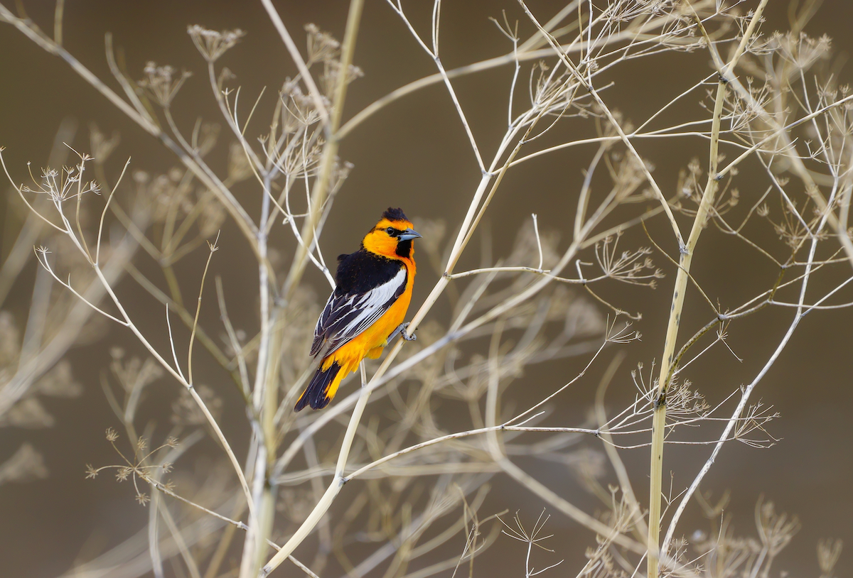 Bullock's Oriole - ML637675390