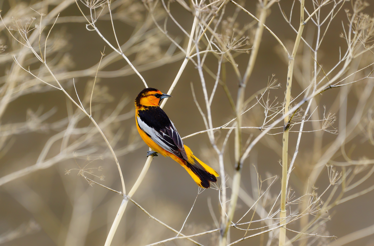 Bullock's Oriole - ML637675392