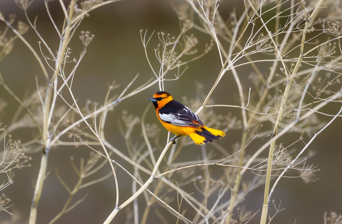Bullock's Oriole - ML637675393