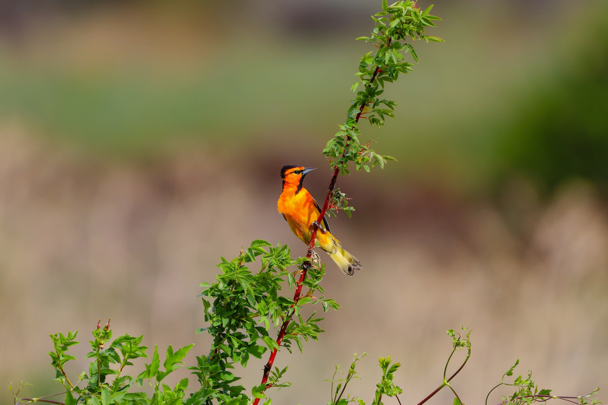 Bullock's Oriole - ML637675396