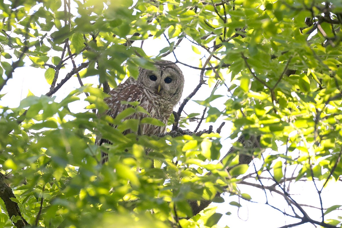 Barred Owl - ML637675410